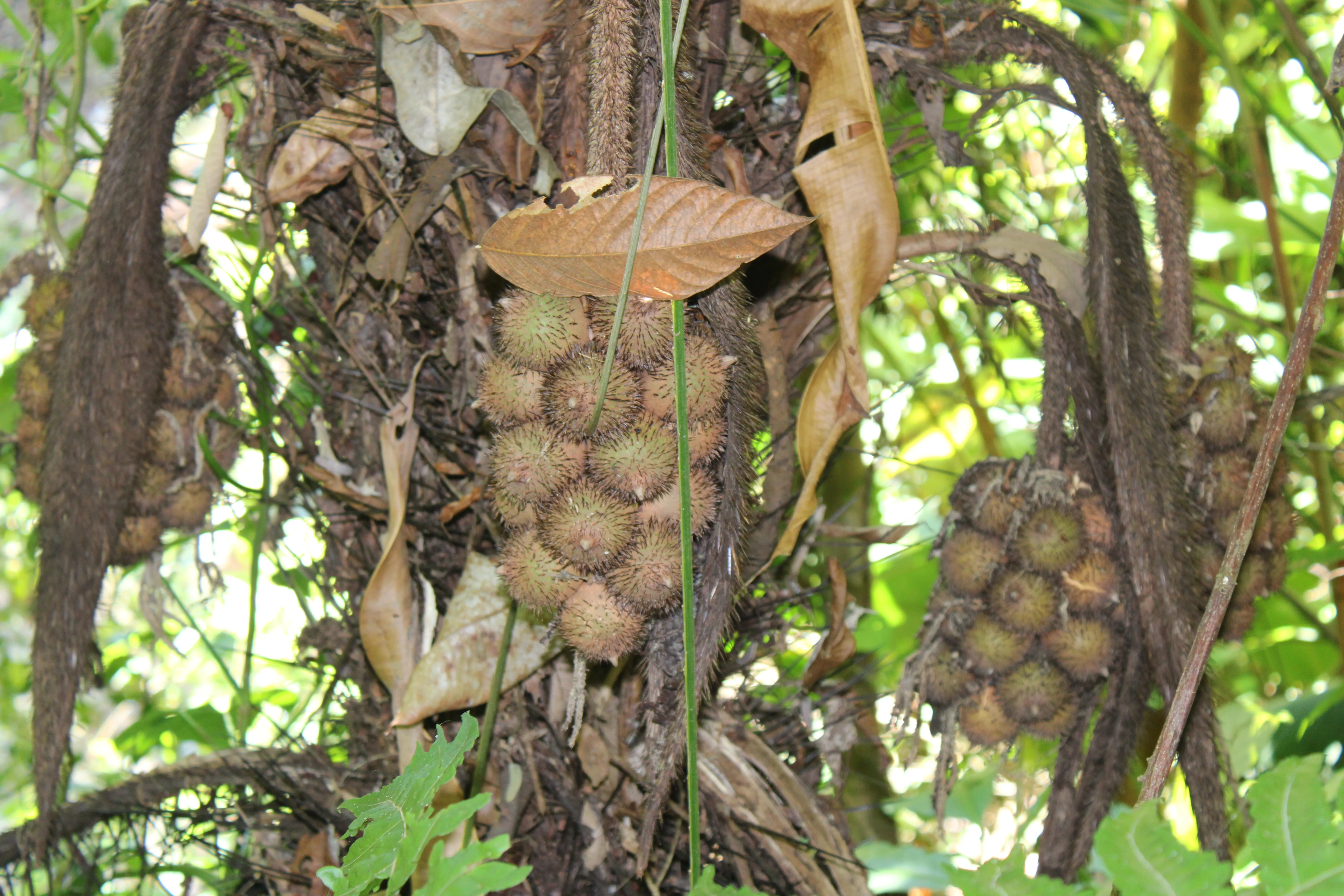 Astrocaryum alatum